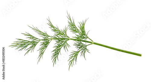 A fresh green dill sprig with delicate feathery leaves, a popular culinary herb for seasoning and garnish, isolated on transparent background