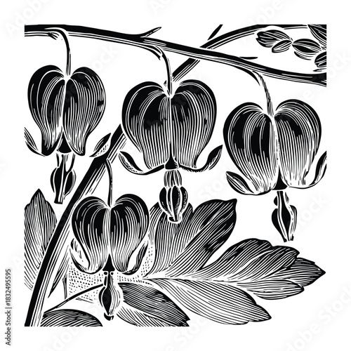 Bleeding heart flower natural botanical vector illustration element