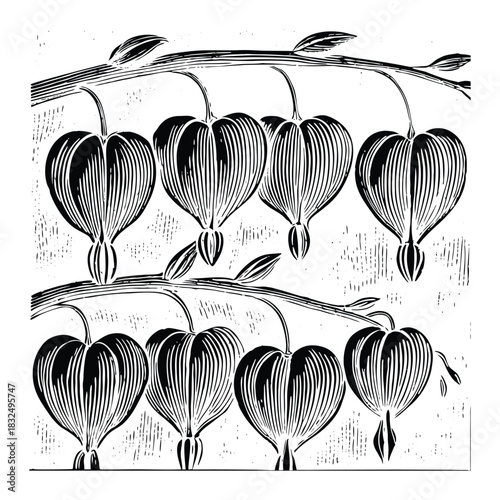 Bleeding heart flower elegant floral vector isolated background