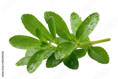 Fresh green stevia leaves with water droplets on black background leaf plant 1, Isolated On White Background, Png Transparent