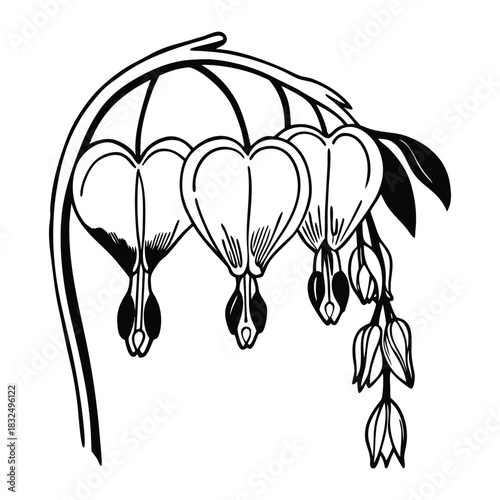 Bleeding heart flower romantic garden floral vector illustration