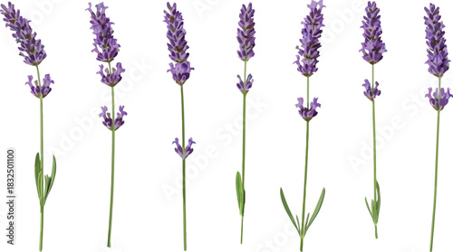 Beautiful Lavender Flowers isolated on a clean white background, showcasing fragrant purple blooms and natural botanical elegance for design projects