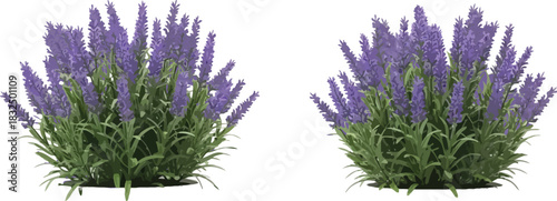 Vibrant purple lavender plants blooming, showcasing their natural beauty and fragrant petals, ideal for summer garden and botanical designs