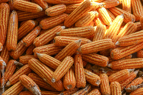 Full frame background heap of yellow dry corn cob. bountiful harvest of maize from farm, showcasing agriculture and natural organic food with feeling of abundance
