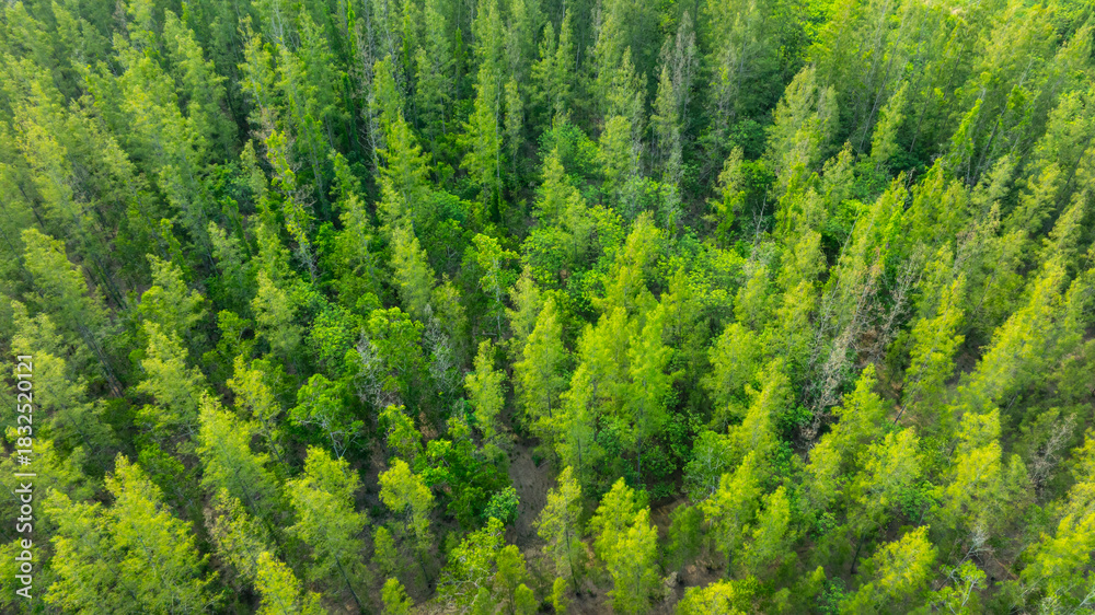 Fototapeta premium aerial view of dark green forest Abundant natural ecosystems of rainforest. Concept of nature forest preservation and reforestation. 