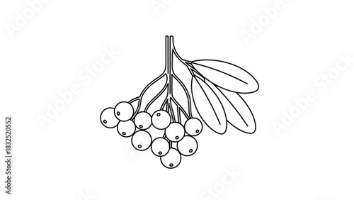 Simple outline illustration of a cluster of berries with leaves on a white background
