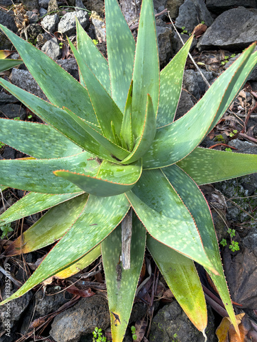 Aloe maculata ( Aloe saponaria), also known as the soap aloe or zebra aloe, in the Asphodelaceae family