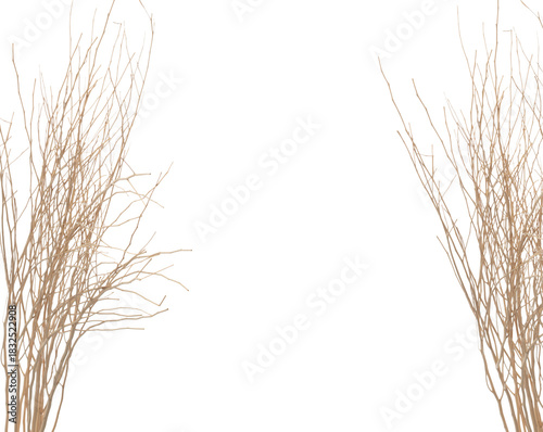 Ear of Paddy Rice grain fly in mid air. Yellow Golden Ear of Paddy Rice falling scatter, explosion float in shape form line group. White background isolated