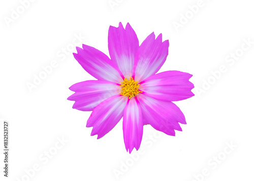 Pink flowers on a white background