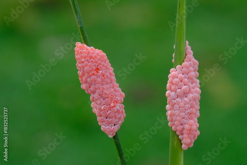 Field snail eggs (golden apple snails) are pink egg masses that are an important pest for rice farmers because they can damage young plants.
