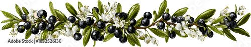 mistletoe bush with green leaves, white flowers and black berries, vector graphic illustration for decoration
