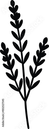 Black silhouette of a lavender sprig with multiple branches leaves on a background