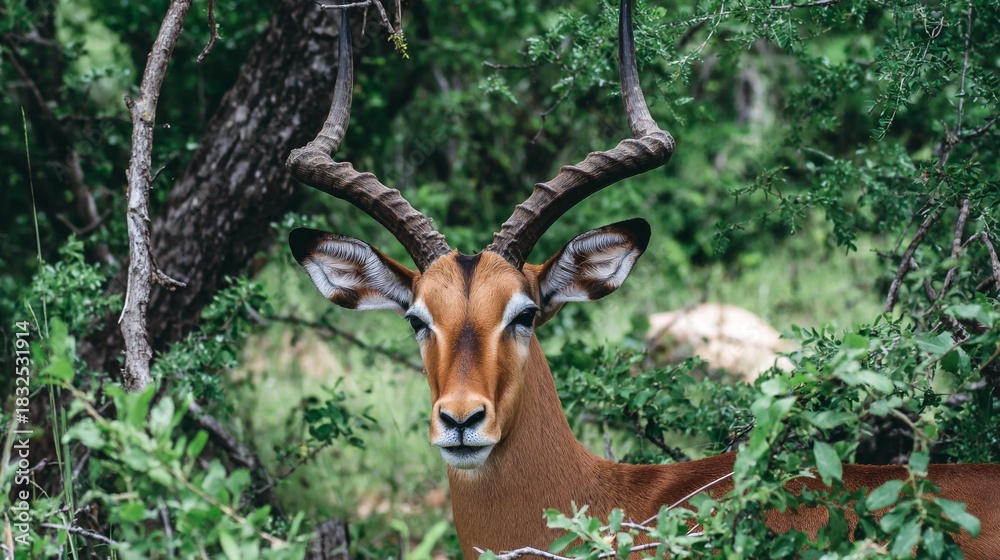 Naklejka premium A majestic antelope peers from lush green foliage, showcasing its impressive horns