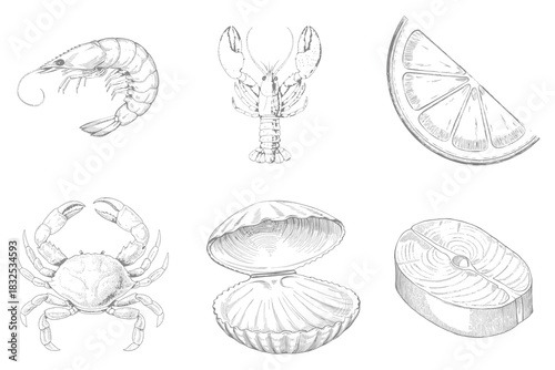 Hand drawn sea food set Collection illustration. Lobster, shrimp, crab and fish. Sketch in vintage style for sea food restaurant menu design. Eps 10