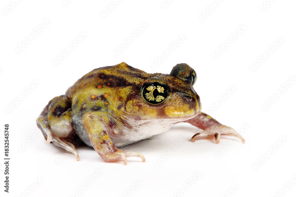 Fototapeta premium Couch's spadefoot toad // Südlicher Schaufelfuß (Scaphiopus couchii)
