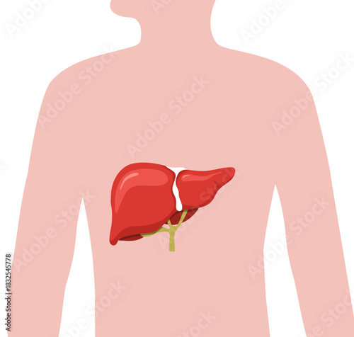 Internal organ disease treatment. Liver anatomy illustration for cancer or hepatitis. Vector icon.