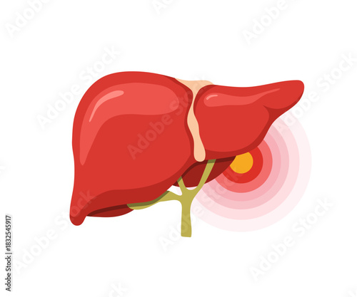 Liver pain. Medical illustration of human liver anatomy. Disease treatment and healthcare icons. Vector design.
