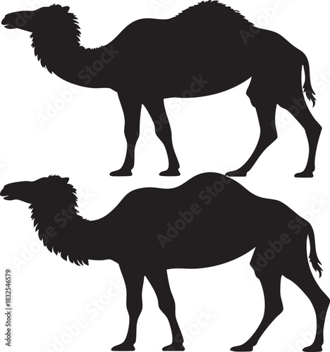 A graphic illustration featuring two black silhouette camels standing side by side against a plain white background.