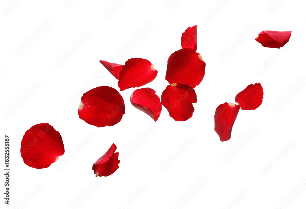 Naklejka premium Flying rose petals on white background