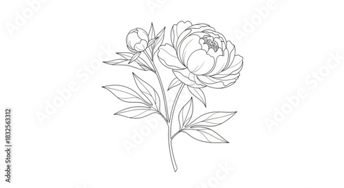 Delicate line art illustration of a blooming peony flower with detailed floral and leaf structures