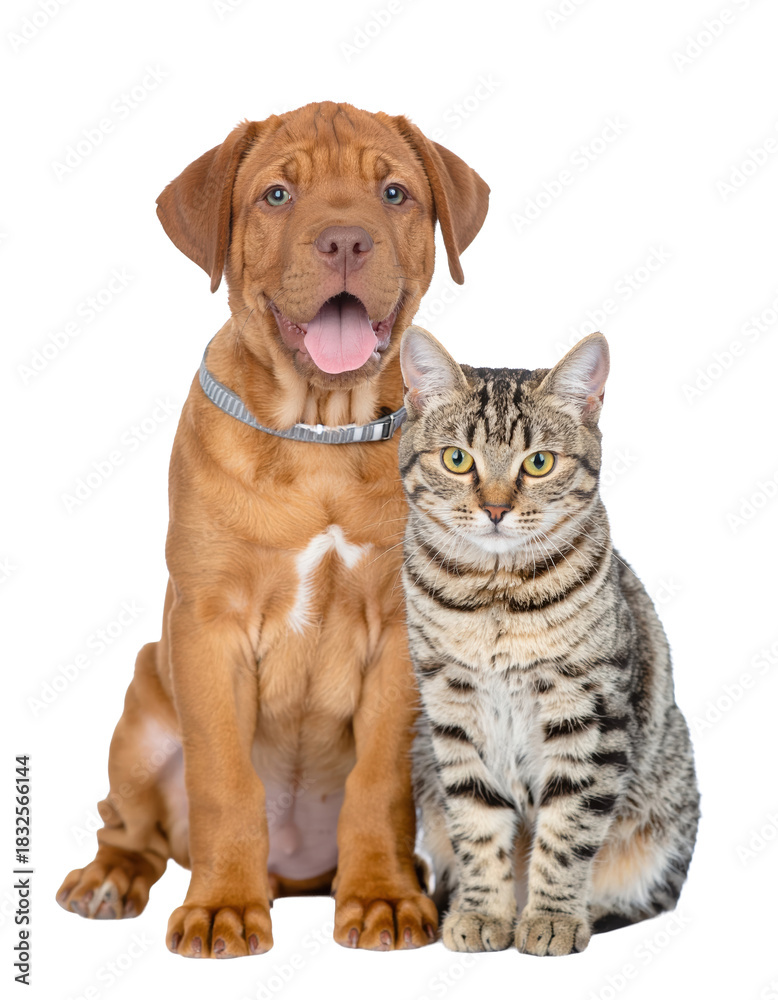 Obraz premium A playful puppy and a curious cat sit together, showcasing their distinct features and friendly demeanor.