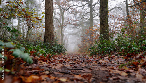 Misty Forest Path in Autumn with Fallen Leaves.