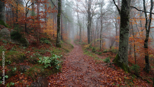 Autumnal Forest Path - A Serene Walk Through Natures Embrace.