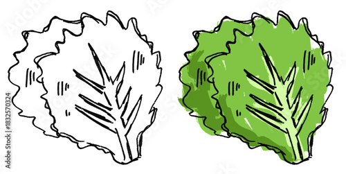 Grunge Sketch Handdrawn Lettuce Vector Ideal for rough food, cooking, and expressive healthy eating graphics with a gritty texture. Symbolizes natural produce, freshness, and raw sketch style.