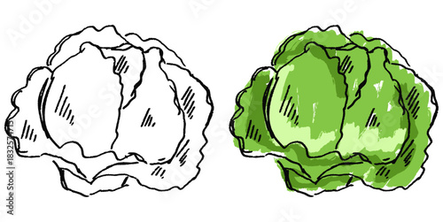 Grunge Sketch Handdrawn Cabbage Vector Ideal for rough food, cooking, and expressive healthy eating graphics with a gritty texture. Symbolizes natural produce, freshness, and raw sketch style.