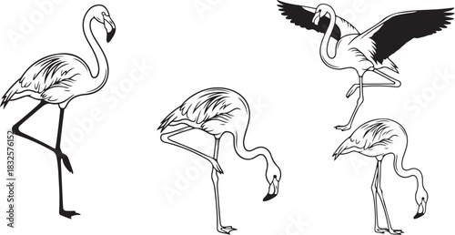 vector illustration of a birts