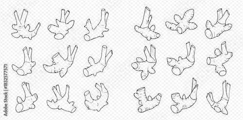 Detailed line art illustrations of various ginger roots, showcasing different shapes and forms.