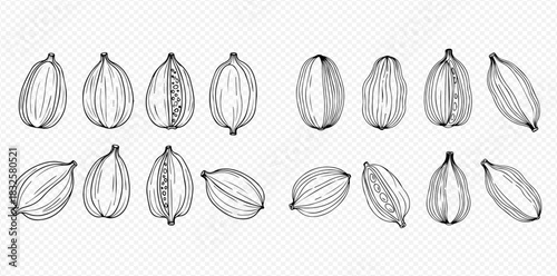 Hand-drawn sketch illustration set of cardamom pods, whole and split, showing detailed botanical elements and textures.