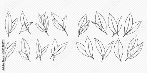 Set of hand drawn tea leaves in line art style on transparent background.