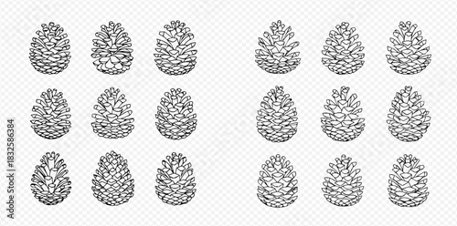 Hand drawn black and white line art illustrations of pine cones set.