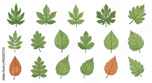 A large collection of various hand-drawn green and autumn leaves, showcasing different shapes and textures for botanical illustrations.