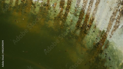 Microorganisms in Stagnant Water: Bacteria Algae Growth on Stone Surface Close-up Dirty Water Quality Problem