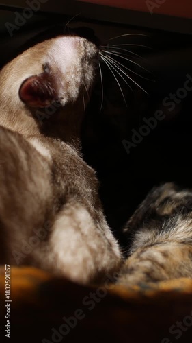 Two Cats Grooming Each Other: Feline Friends Licking and Cleaning Bonding Social Behavior on Black Background