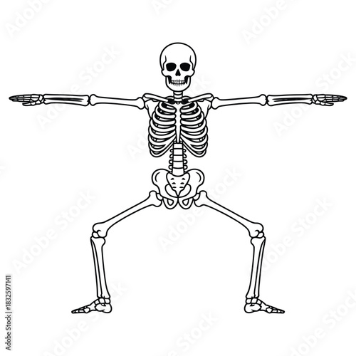 A cartoon skeleton is standing with its arms outstretched and legs bent, , creating a spooky and playful image for halloween or anatomy lessons