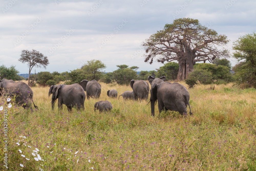 Fototapeta premium Large African Elephant Herd Crossing Green Grassland under Baobab Trees 