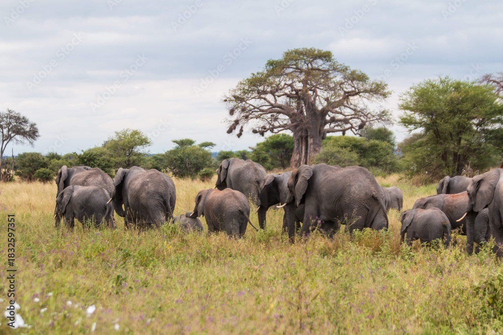 Obraz premium Large African Elephant Herd Crossing Green Grassland under Baobab Trees 