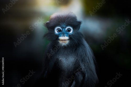 Photography Spectacled langur monkey looking curious in natural habitat