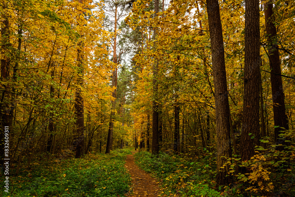 Fototapeta premium Forest path in autumn park covered with falling leaves. Beautiful woodland landscape during fall season for nature background.