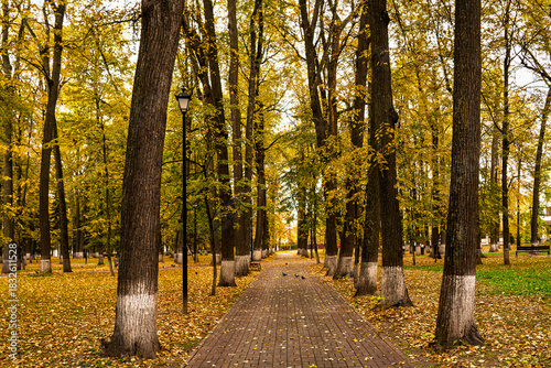 Park alley with a paved footpath lined with tall trees displaying golden autumn foliage and fallen leaves on the ground, creating picturesque seasonal scene