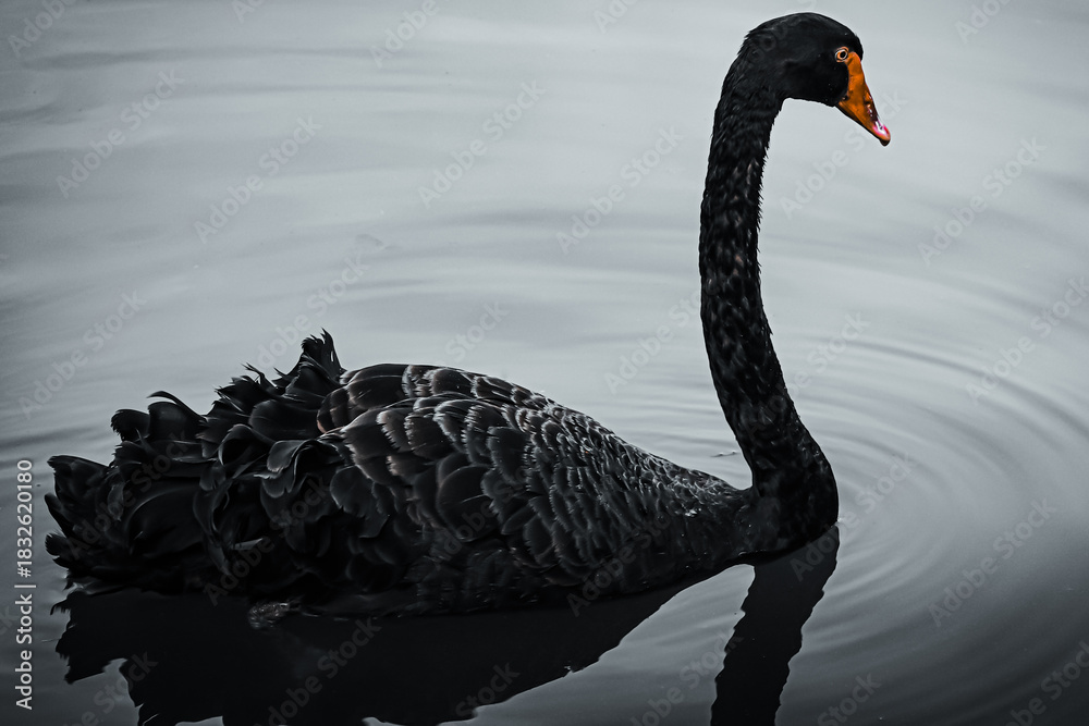 Fototapeta premium black swan on the lake