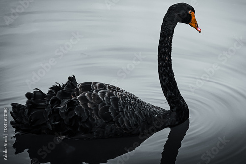 Fototapeta Naklejka Na Ścianę i Meble -  black swan on the lake