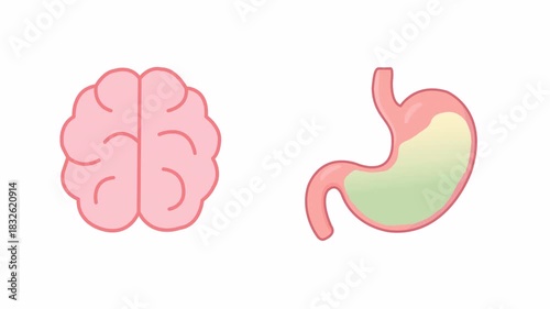 2D flat organ set animation of brain and stomach in looping vector motion with transparent alpha channel.
