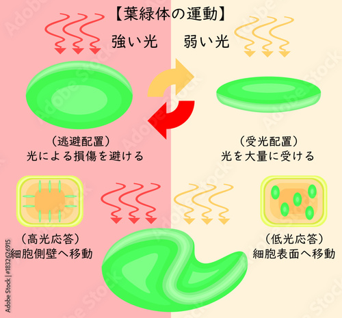Chloroplast Movement Diagram:Avoidance and Light Accumulation Japanese