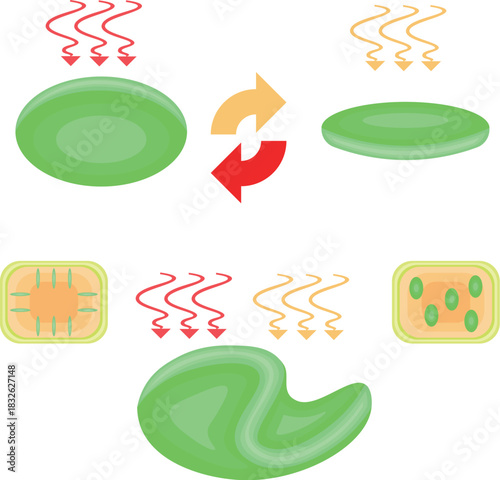 Chloroplast Movement Diagram:Avoidance and Light Accumulation nobackground