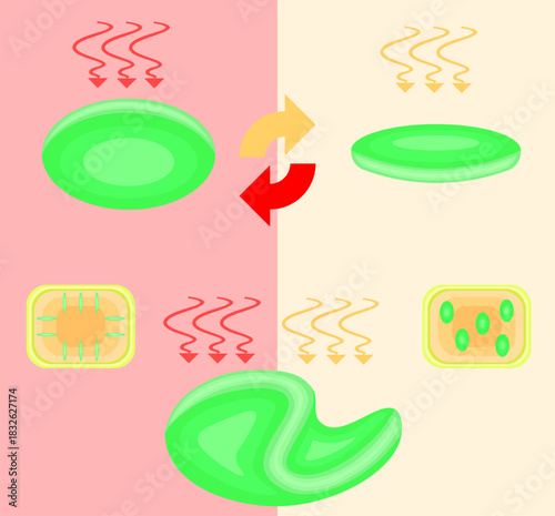 Chloroplast Movement Diagram:Avoidance and Light Accumulation