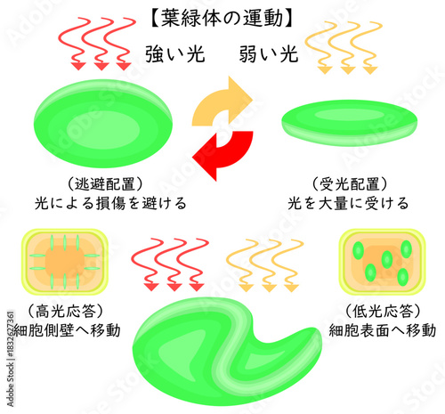 Chloroplast Movement Diagram:Avoidance and Light Accumulation Japanese nobackground